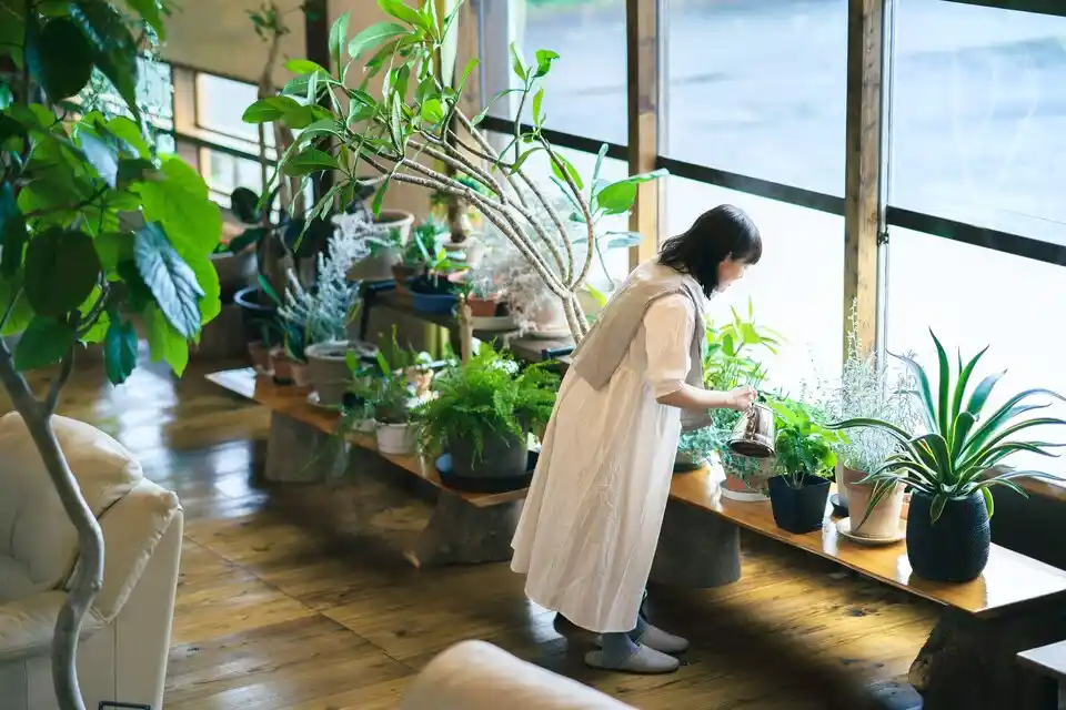 Thriving in Shadows: Low-Maintenance Indoor Plants for Low-Light Environments