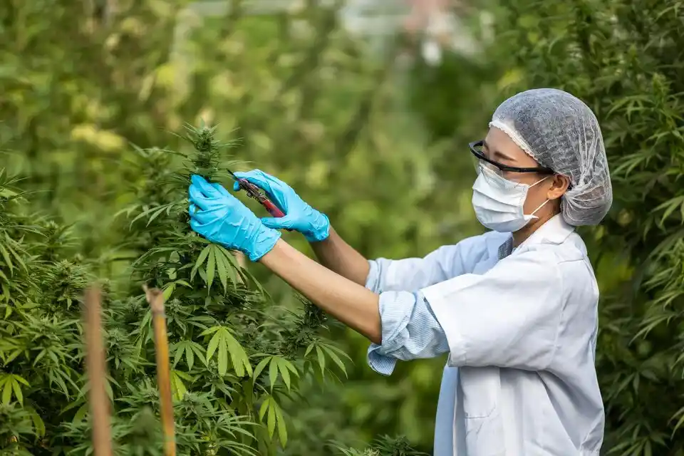 Embracing Nature: Organic Weed Control Without Herbicides