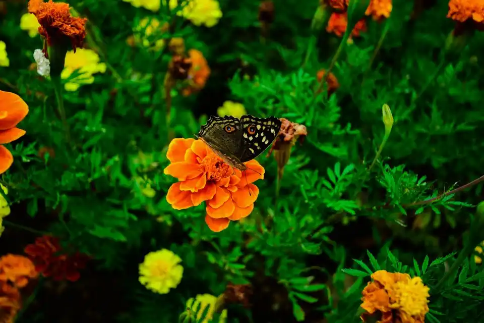 A Buzzing Haven: How to Attract Beneficial Insects to Your Garden for Pollination