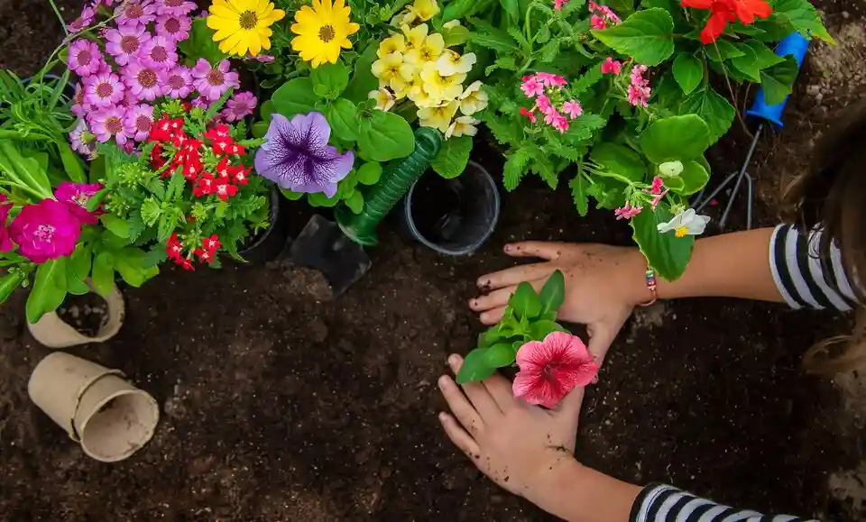 From Seed to Garden: Tips for Successful Seed Starting and Transplanting