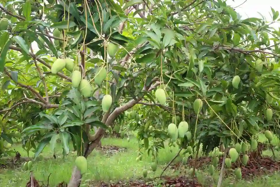 Harvest Year-Round: Creating a Seasonal Planting Schedule for Continuous Garden Bounty