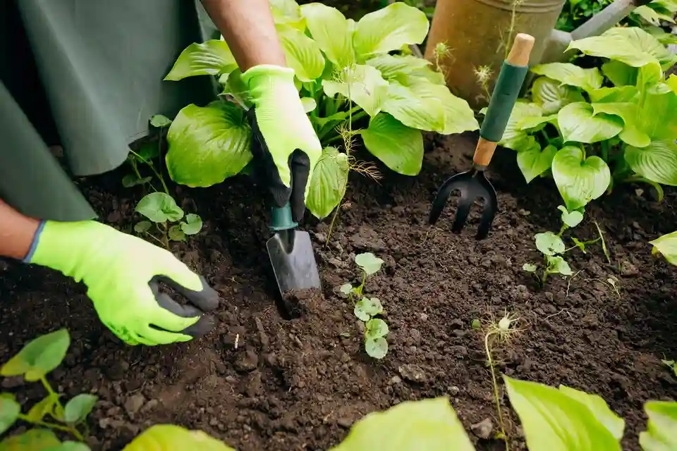Embracing Organic Fertilizers: Cultivating Sustainable Gardens