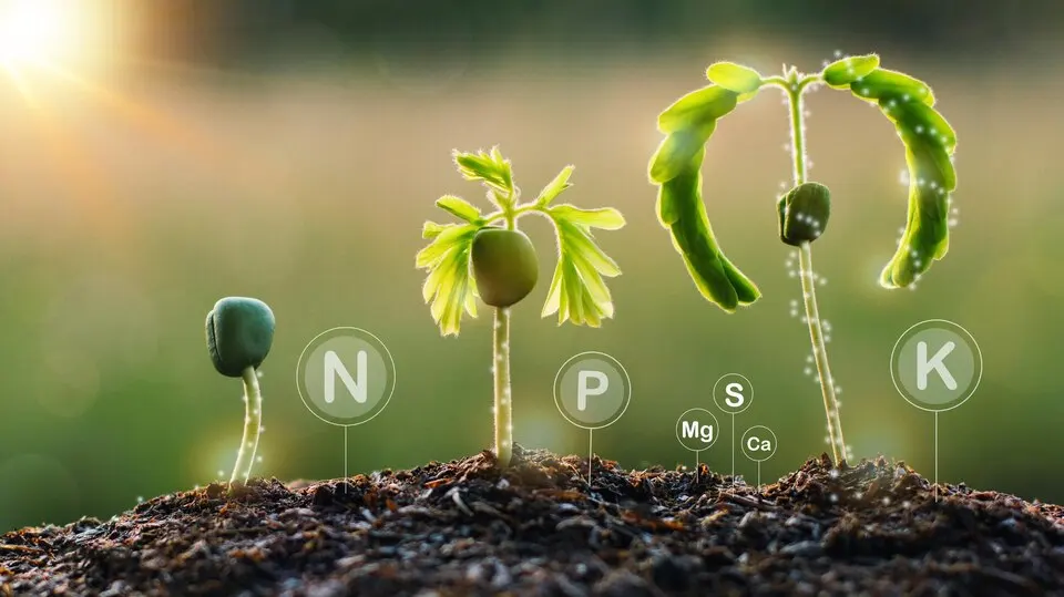 The Essential Trio: Understanding Nitrogen, Phosphorus, and Potassium in Plant Nutrition