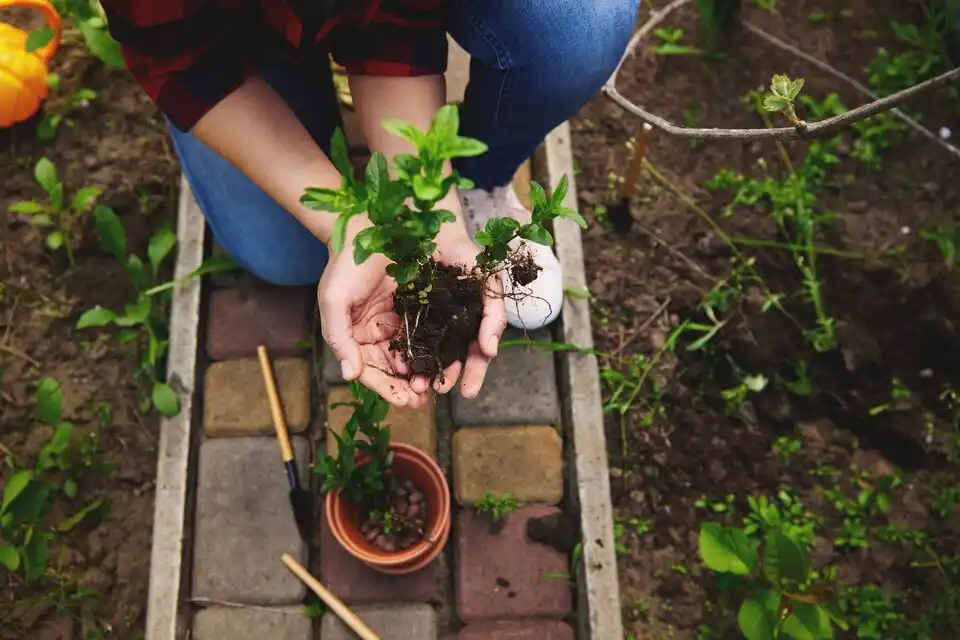 The Green Gold: Homemade Compost as a Reliable Alternative to Store-Bought Fertilizers