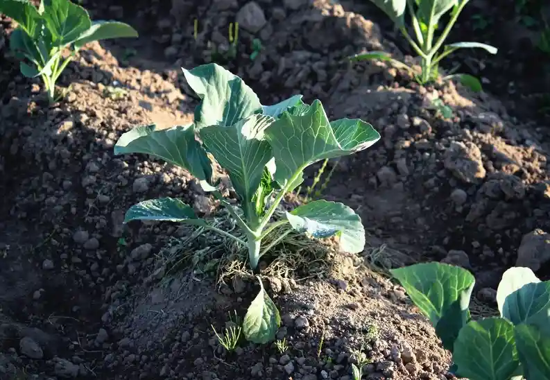 Slow-Release Fertilizers: Enhancing Plant Nutrition with Sustained Benefits