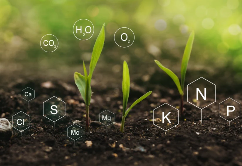 Nourishing Plants: Understanding Essential Nutrients and Fertilizers for Healthy Growth
