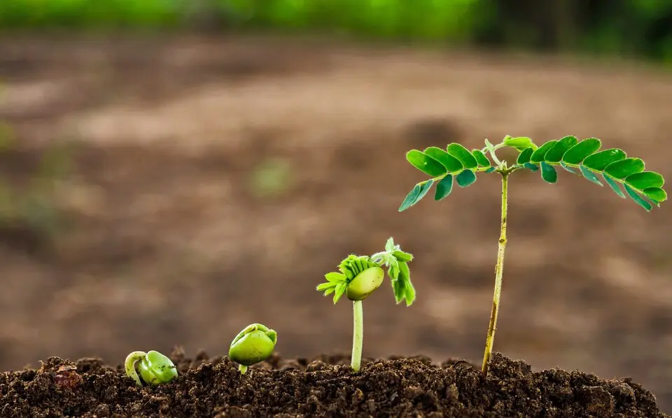 Fine-Tuning Growth: Adapting Fertilizing Schedules to Different Plant Growth Stages
