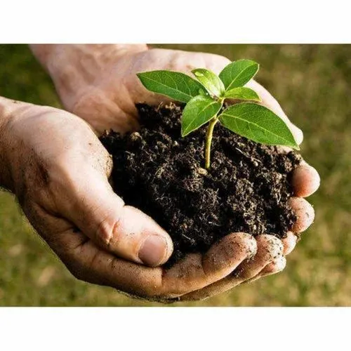 How do Phosphorus solubilizer bacteria work in farm?