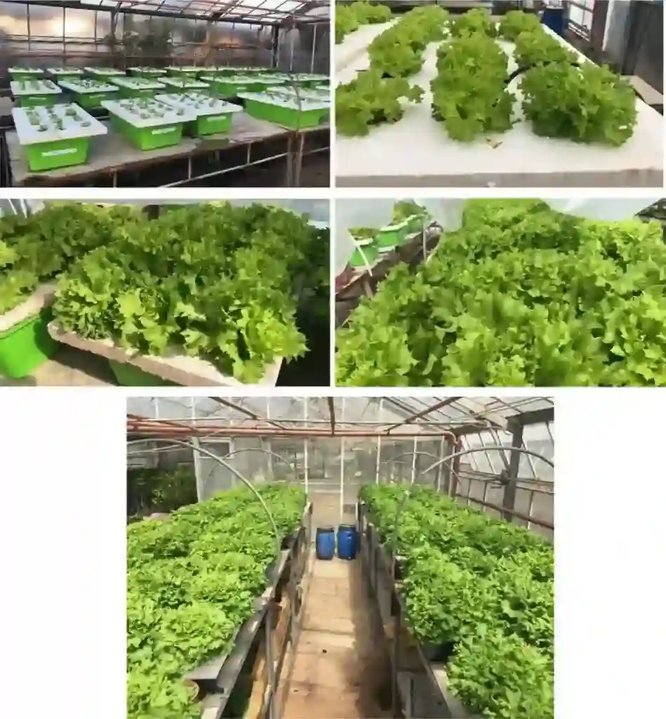 What Role Does Eco Green Play in Enhancing Hormone Levels for Plant Growth?