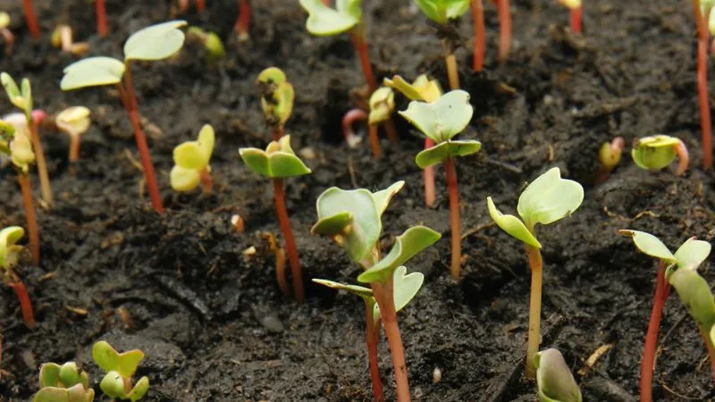 What Method Should Be Used for Soil Application of Eco Green?