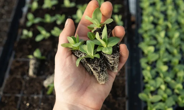 How Does Eco Green Promote Better Plant Health and Growth by Flushing Salts Out of the Root Zone?