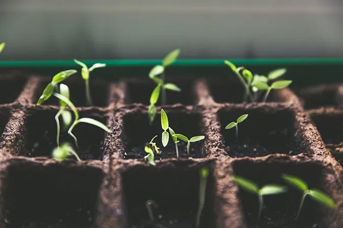 How to Use Eco Granules for Plant Growth?