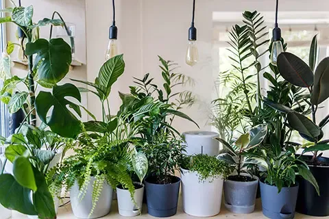 What Types of Plants Can Benefit from Eco Granules ?