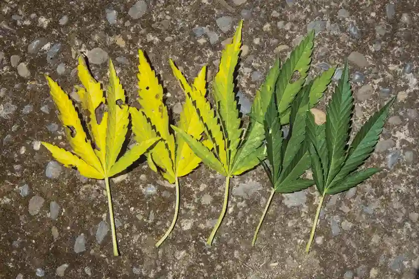 How Does Uphar Contribute to New Leaf Development in Crops ?