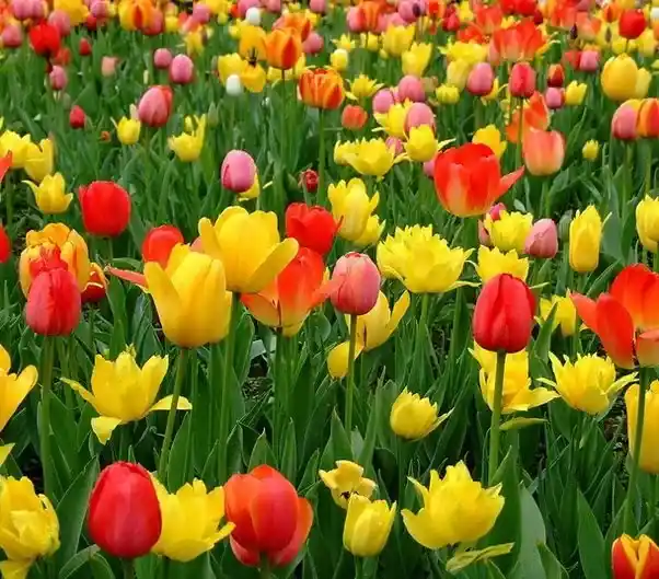 In What Ways Does Uphar Stimulate Flower Generation in Plants?