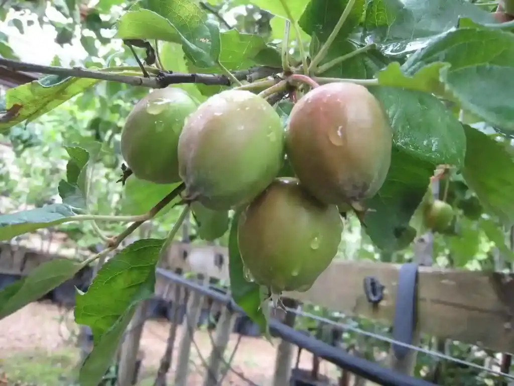 What Is the Mechanism of Action of Uphar in Enhancing Fruit Size and Weight?
