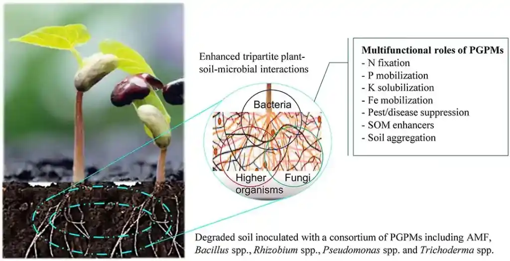 What Are the Key Components of Eco Granule, and How Do They Work Together to Enhance Plant Growth?