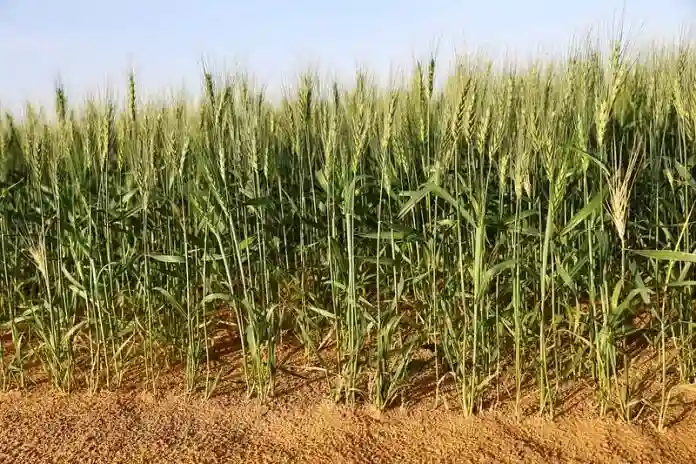 What Are the Specific Crops That Benefit from the Application of Secure Power?