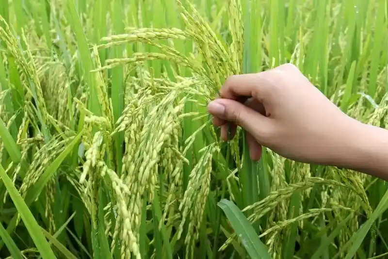 How Does Nutri Rice Contribute to the Overall Growth of Rice Crops?