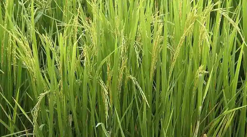 How Does Nutri Rice Contribute to the Growth Stimulation of Rice Plants?