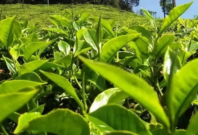 What Are the Benefits of Using Bio Tea in Tea Cultivation ?