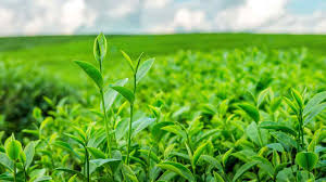What strategies do organic farmers use for effective pest management?