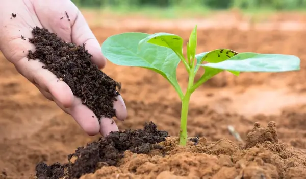 What are the benefits of organic fertilizers in enhancing crop nutrition?