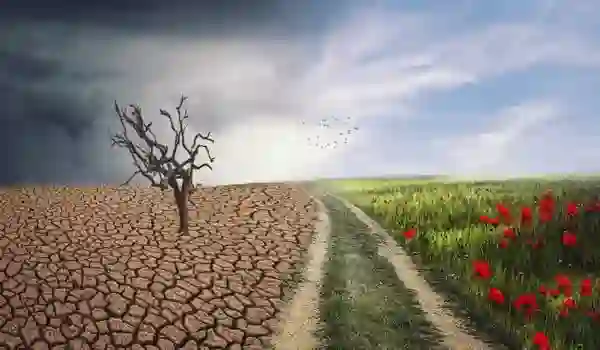 What role does organic agriculture play in reducing environmental impact?