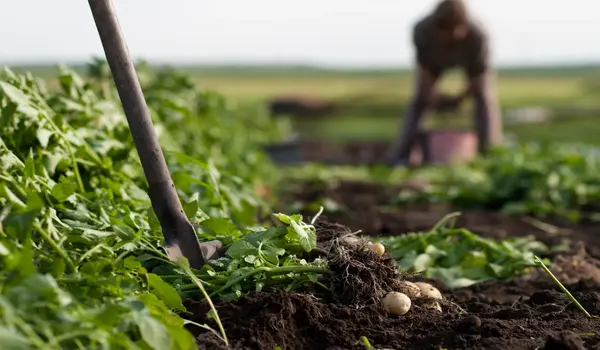 How can organic farming help mitigate climate change effects?