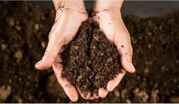 What are the benefits of using Sugar King ?