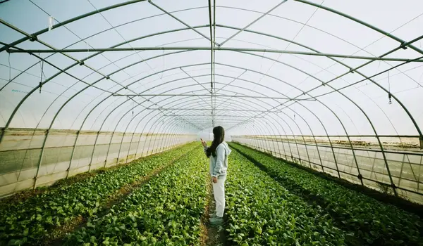 How do organic practices contribute to sustainable agriculture practices?