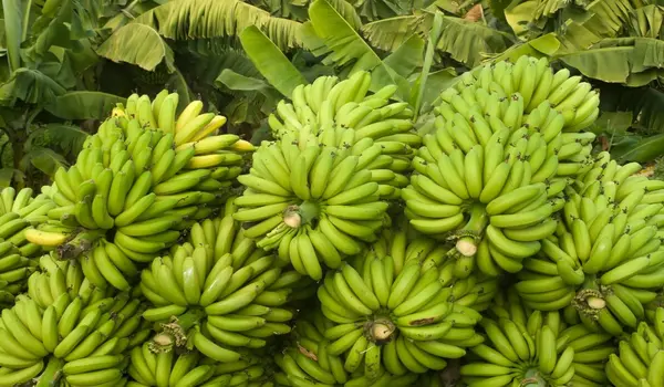 How does Nutri Banana help farmers?