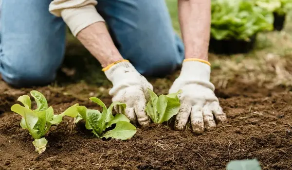 What research initiatives are shaping the future of organic farming?