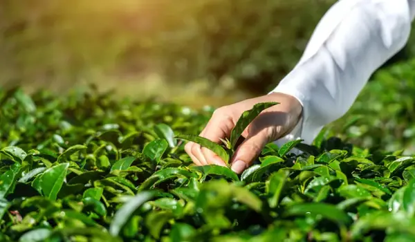 What are the advantages of organic farming?
