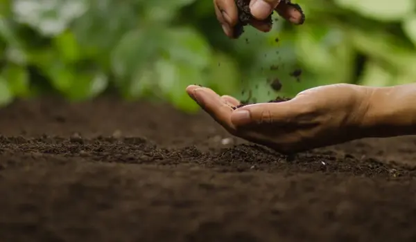 What are the benefits of Nutri Diamond?