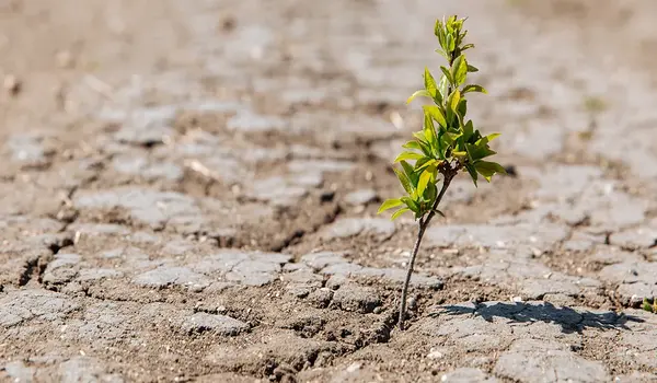 How does organic agriculture promote crop resilience in changing climates?