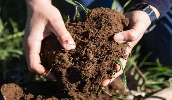 What are the uses of Soil Carbone?