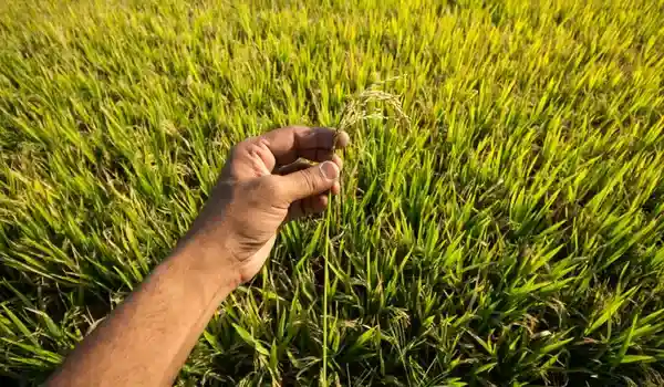 What are the regulatory frameworks supporting organic agriculture?
