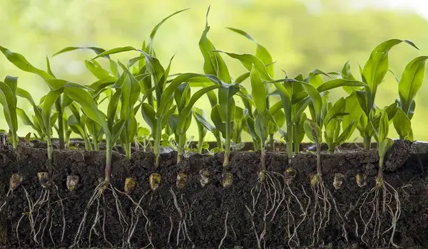How does organic farming enhance nutrient cycling in agricultural systems?
