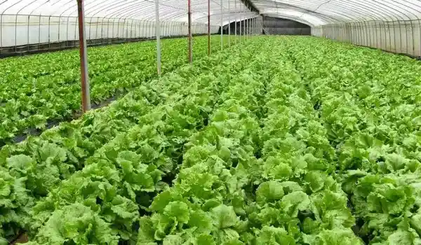 What educational resources are available for learning about organic farming practices?