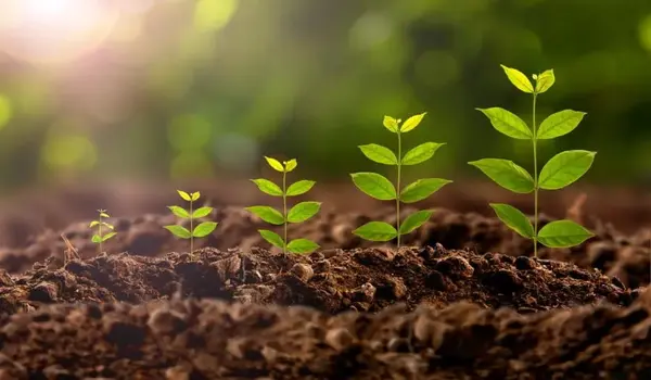 How do plant growth promoters like Eco Green enhance crop development?