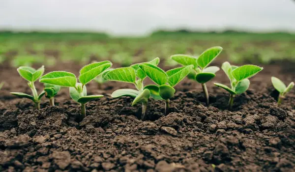 What are the benefits of using Eco Root in promoting healthier plant growth?