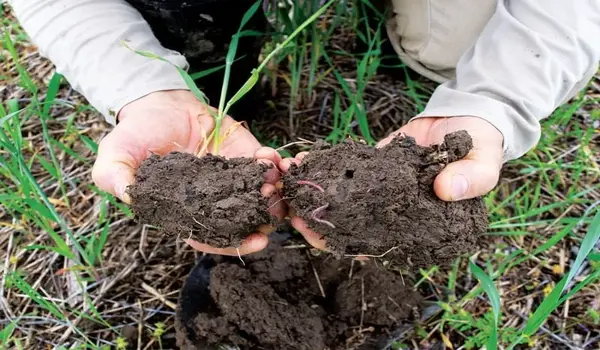 How can Eco Granule contribute to improving soil fertility and nutrient uptake?