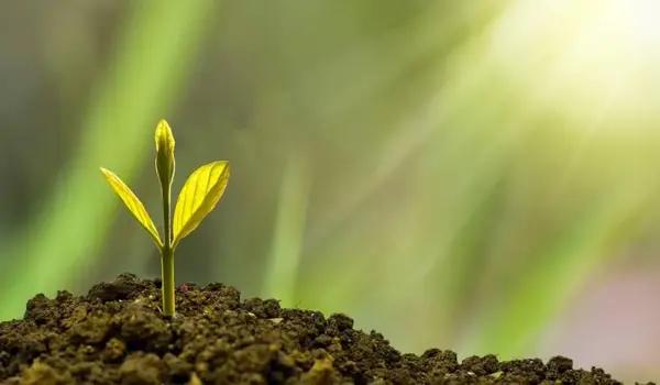 What advantages does Uphar offer for enhancing plant resilience and productivity?