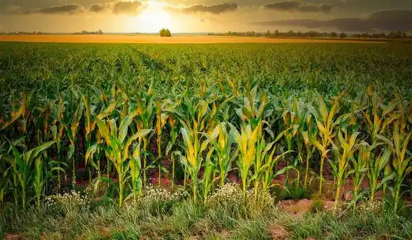 What benefits does Seacure Liquid provide as a plant growth promoter in agriculture?