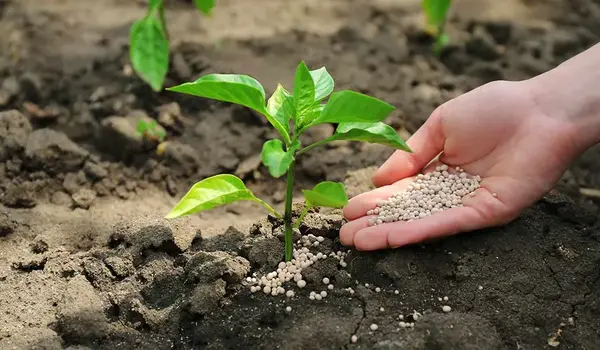 How can Nutri Sure improve nutrient availability and crop quality?