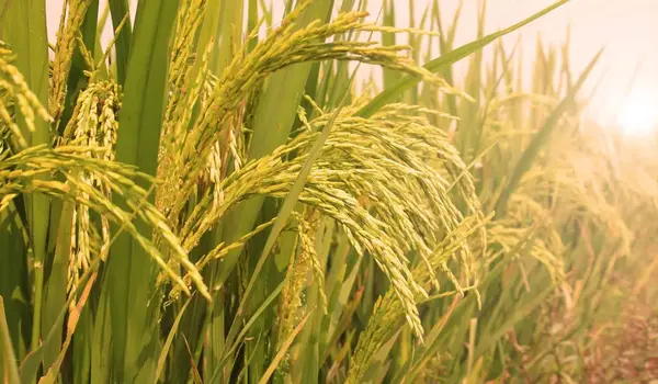 What role does Nutri Rice play in enhancing the nutritional value of rice crops?