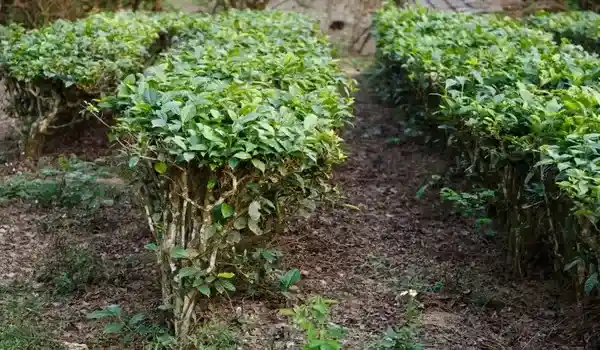How does Bio Tea contribute to improving soil health and crop productivity?