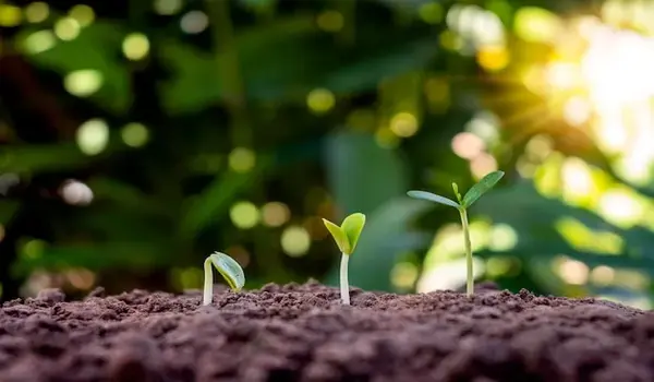 What benefits does Nutri Diamond offer for enhancing the growth of plants?