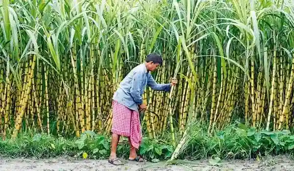How can Sugar King benefit sugarcane farmers in improving yield and quality?